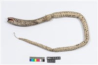 蛇藏品圖，第1張