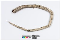 蛇藏品圖，第2張