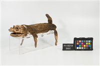 布袋戲偶-老虎藏品圖，第3張