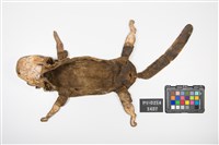 布袋戲偶-老虎藏品圖，第5張