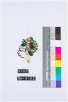 傳統皮影戲偶頭-旦藏品圖，第1張