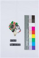 傳統皮影戲偶頭-旦藏品圖，第2張