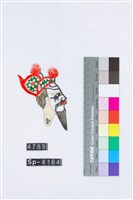 傳統皮影戲偶頭-末藏品圖，第2張