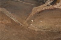 油畫藏品圖，第16張