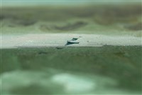 油畫藏品圖，第20張