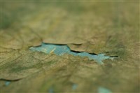 油畫藏品圖，第8張