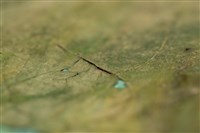 油畫藏品圖，第9張