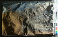 油畫藏品圖，第4張