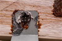 油畫藏品圖，第12張