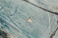 油畫藏品圖，第16張