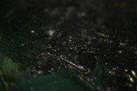 油畫藏品圖，第14張