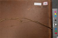 油畫藏品圖，第7張