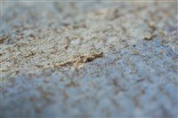 油畫藏品圖，第14張