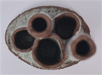 陶藝藏品圖，第9張