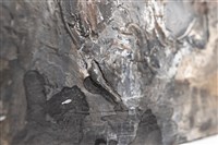 ⽟⼭歸來藏品圖，第8張