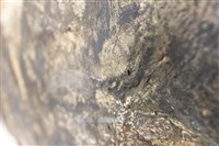 灰燼中的殘骸藏品圖，第8張