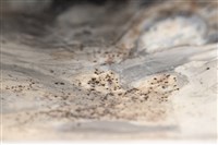 澗藏品圖，第7張