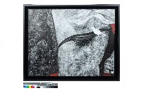 ⽩⿃的聯想藏品圖，第1張