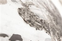 潮間⽔光藏品圖，第10張