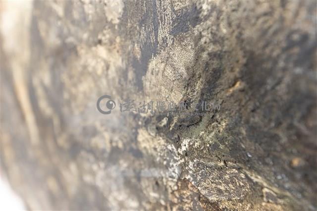 灰燼中的殘骸藏品圖，第8張