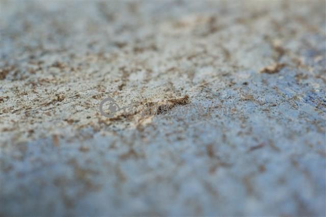 油畫藏品圖，第14張