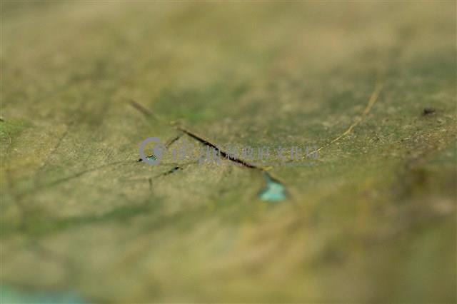 油畫藏品圖，第9張