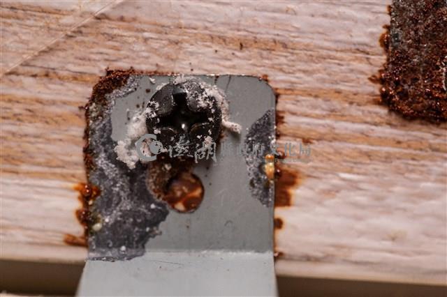 油畫藏品圖，第12張