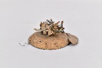 圓扁形帶鳳凰頂神像冠藏品圖，第2張