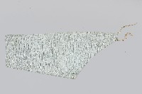 青綠提花套褲藏品圖，第1張