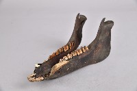 山豬下頷骨藏品圖，第4張
