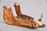 山豬下頷骨藏品圖，第1張