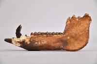 山豬下頷骨藏品圖，第2張