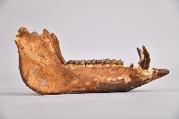 山豬下頷骨藏品圖，第3張