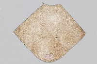 黑鯉魚繡花白肚兜藏品圖，第2張