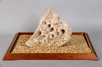 墾丁的蝴蝶藏品圖，第1張