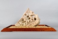 墾丁的蝴蝶藏品圖，第2張