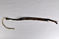 麻製編織帶藏品圖，第1張