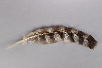 棕白色羽毛頭飾藏品圖，第2張