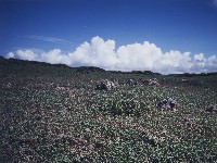 龍磐藏品圖，第1張