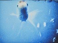 浮藏品圖，第1張