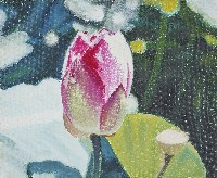 荷花3藏品圖，第1張