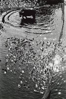 與鴨共享藏品圖，第1張