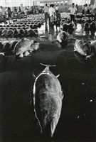 鮪魚藏品圖，第1張