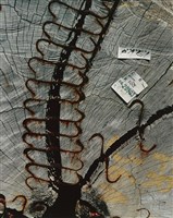 維繫Connected藏品圖，第1張