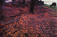 鳳凰花落時When Peacock Flowers Fall藏品圖，第1張