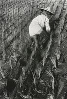 大地之女Woman of the Land藏品圖，第1張