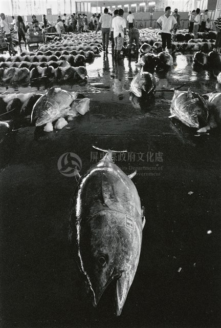 鮪魚藏品圖，第1張