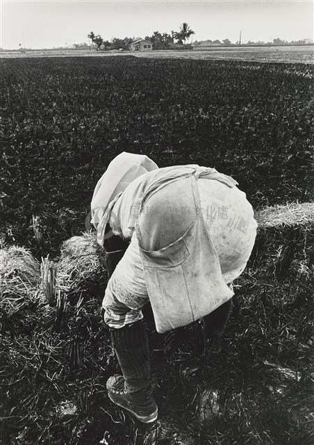 豆種袋藏品圖，第1張