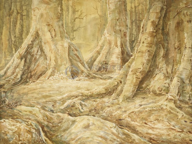 板根林木藏品圖，第1張