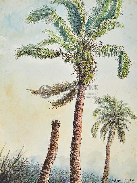 老椰子樹的啟示藏品圖，第1張